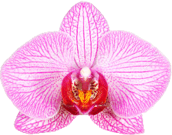 orchid